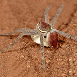 Nilus margarinatus